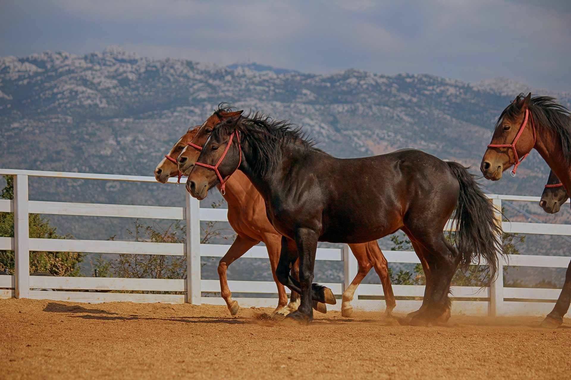 ÉQUITATION