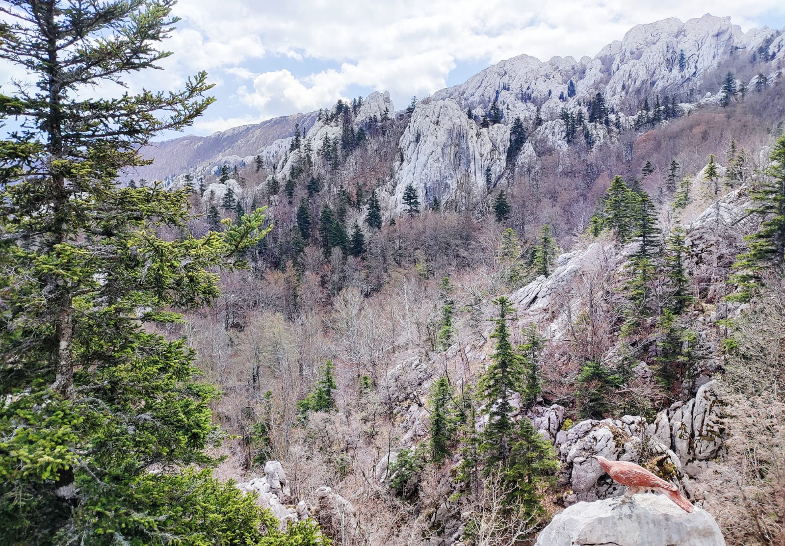 Gabrijela Školjarev